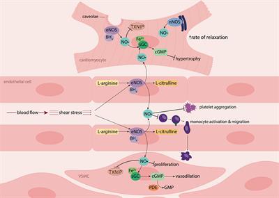 Nitroxyl: A Novel Strategy to Circumvent Diabetes Associated Impairments in Nitric Oxide Signaling